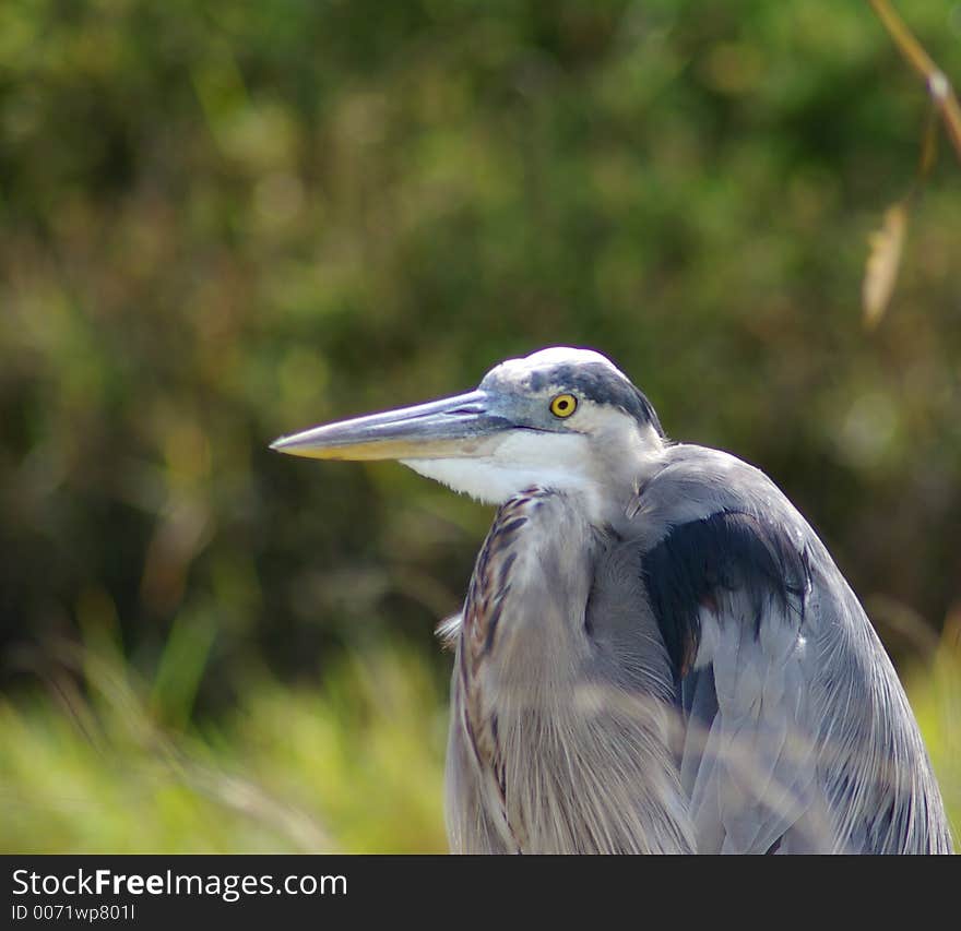 Great Blue Heron Photographed while resting near a stream with blurred background. Great Blue Heron Photographed while resting near a stream with blurred background