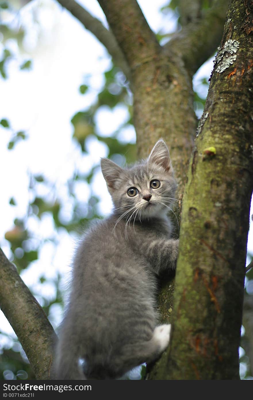 Kitten On A Tree