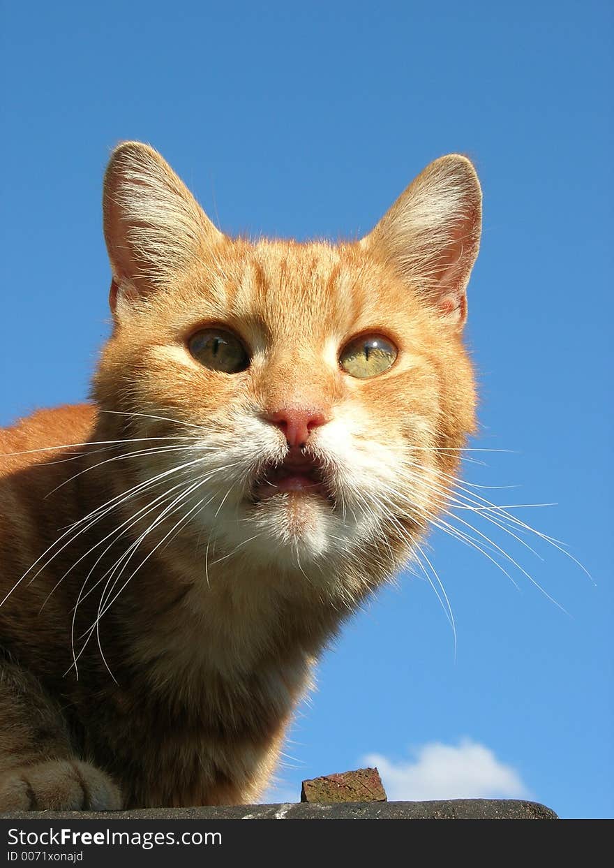 Ginger cat on look out. Ginger cat on look out