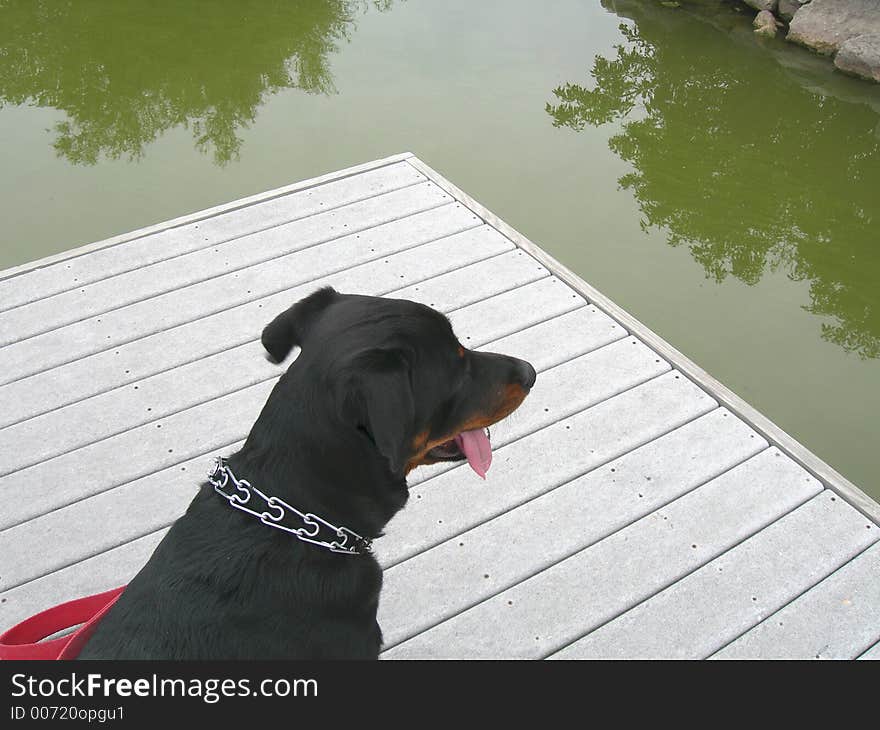 Female rottweiler dog panting after a long walk and feeling pretty thirsty. Don't drink the water. Female rottweiler dog panting after a long walk and feeling pretty thirsty. Don't drink the water.