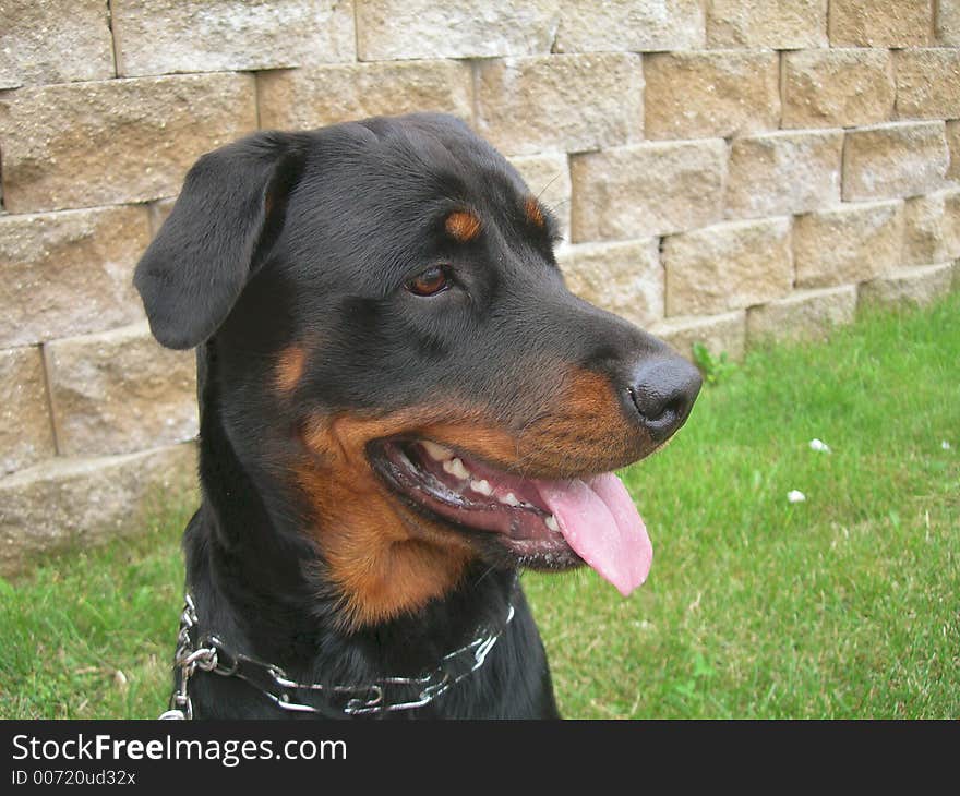 Dog on Alert.  Young Female Rottie watching people working near the docks.  What they doing?. Dog on Alert.  Young Female Rottie watching people working near the docks.  What they doing?