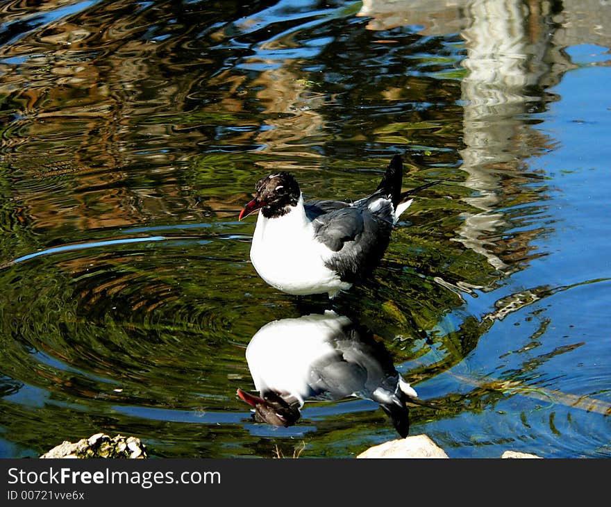 Seagull Bath