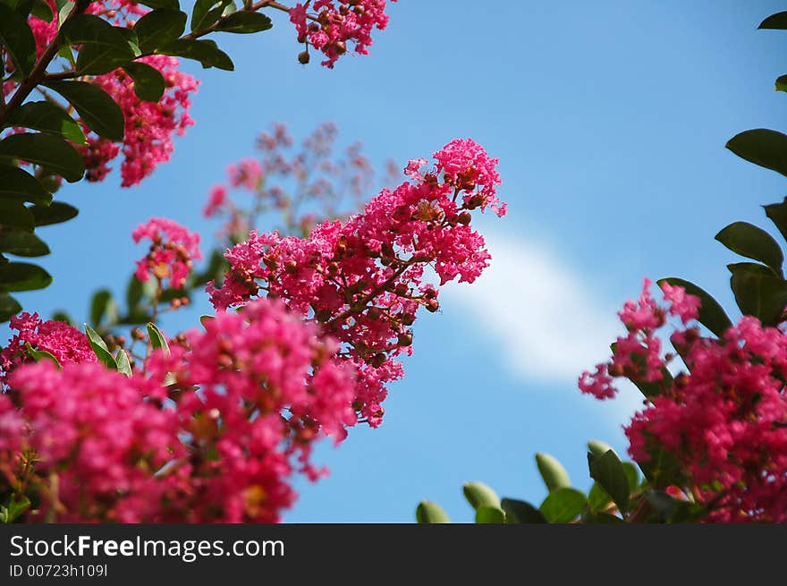 Flowers And Sky