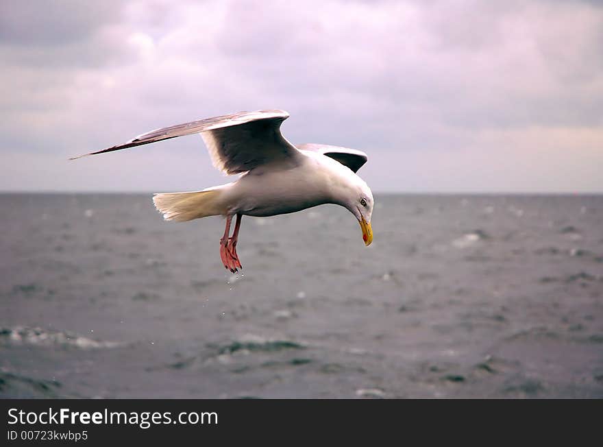 Seagull looking down