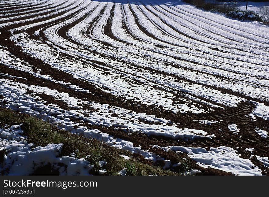 Curved Winterfield