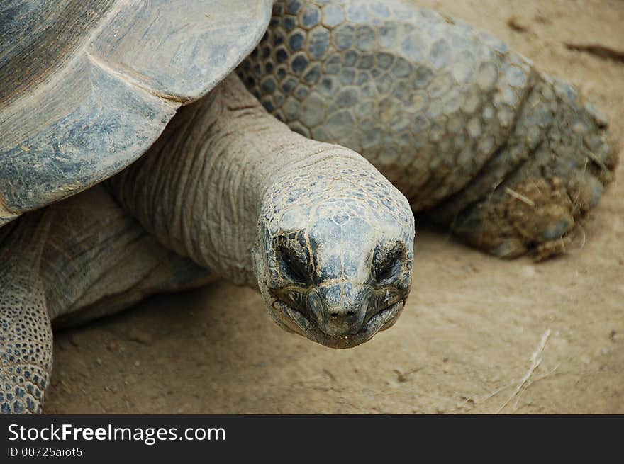 Close-up of the head of a turtle. Close-up of the head of a turtle