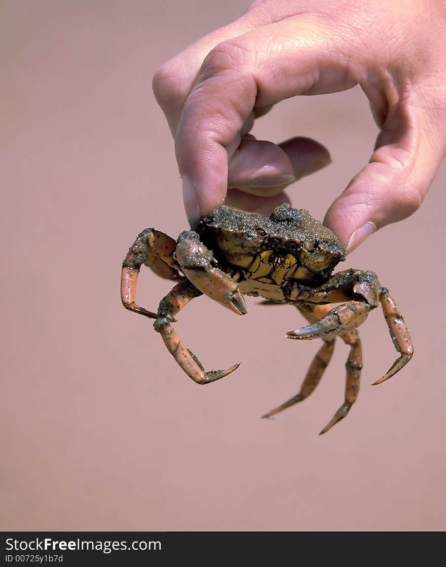 Hand holding a north sea beach crab