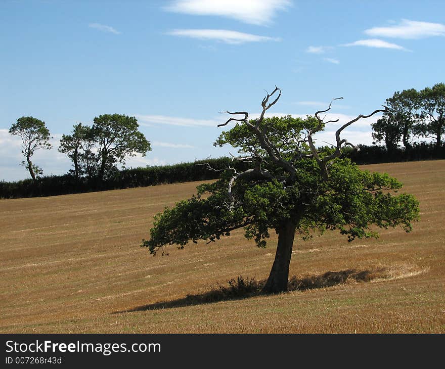 Dead tree in a yellow field