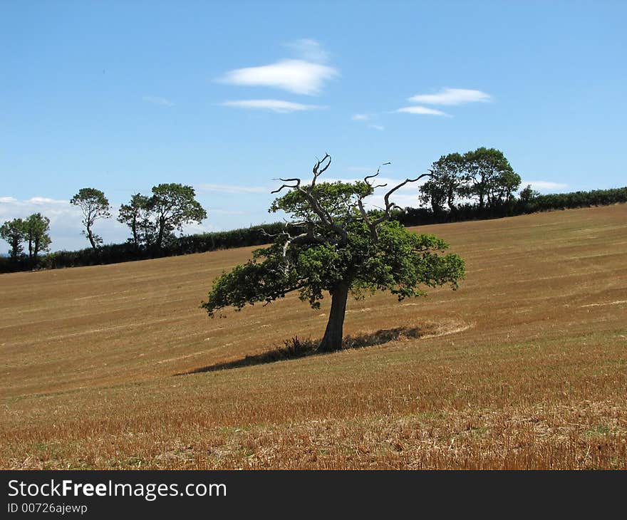 Dead tree in a yellow field