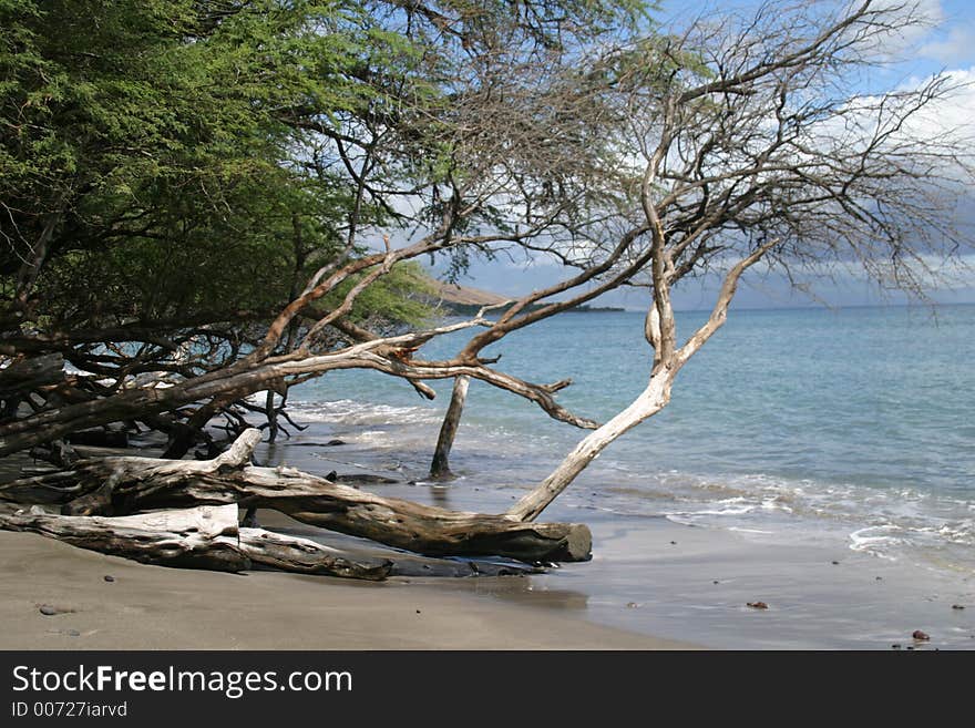 Wild Beach