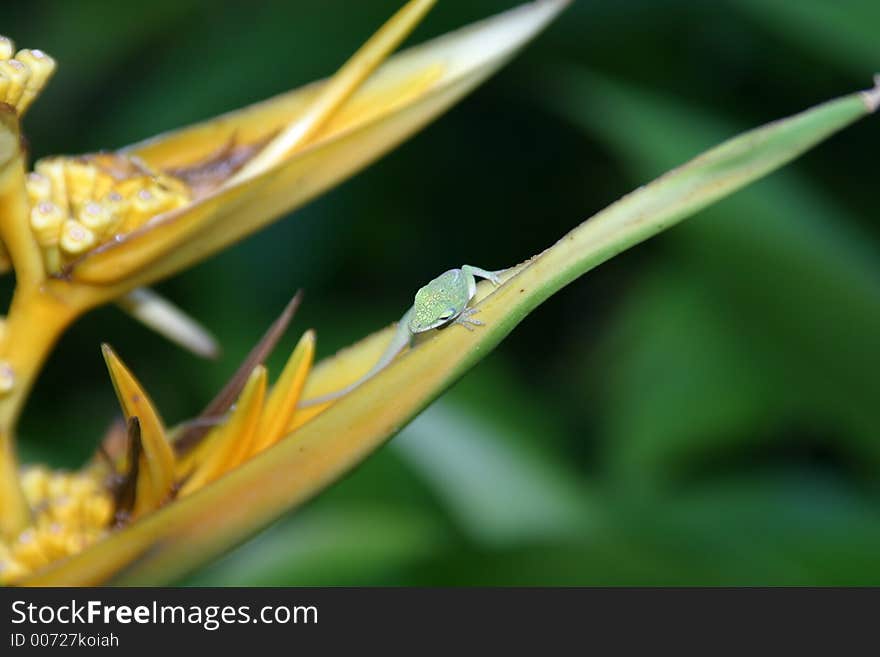 Lizard on a flower