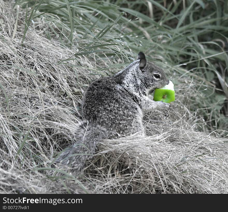 Squirrels Breakfast