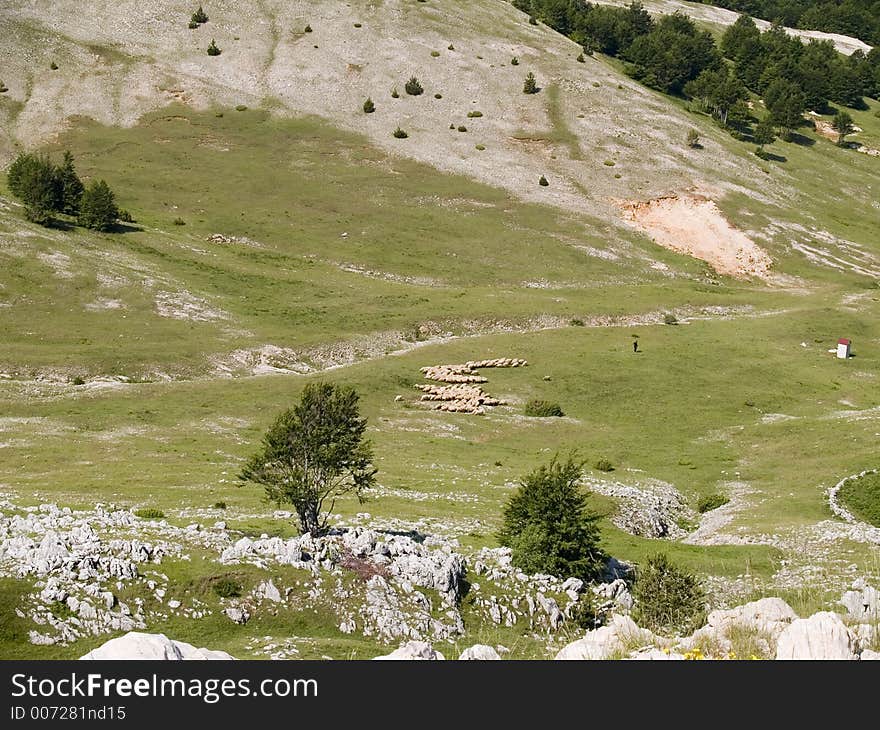 Green Landscape with sheep