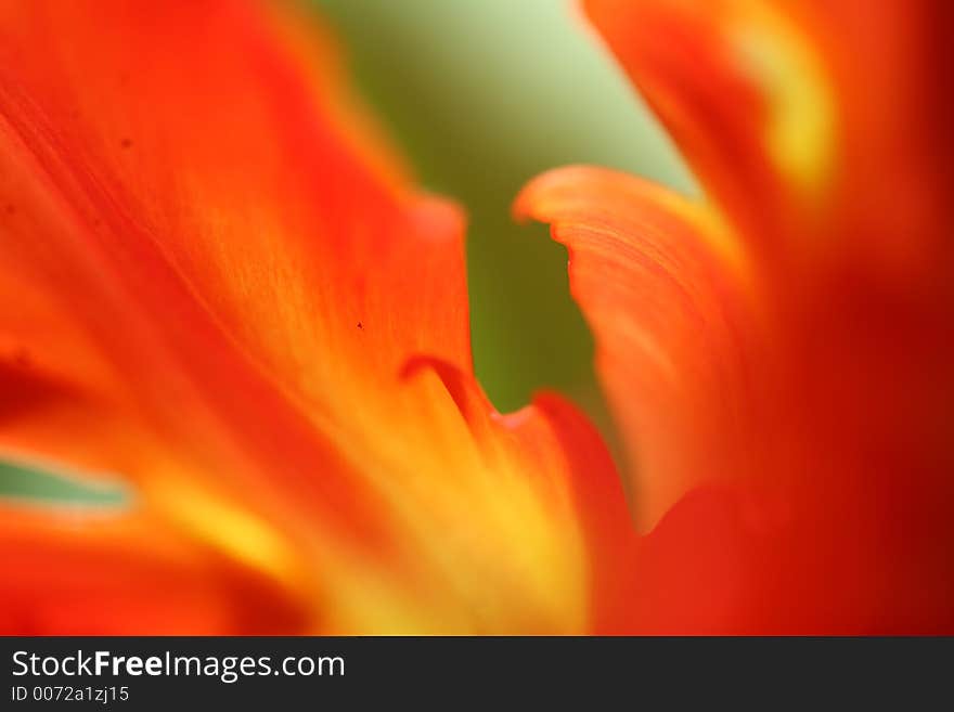 Close up of tulips