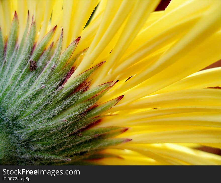 Yellow flower close-up