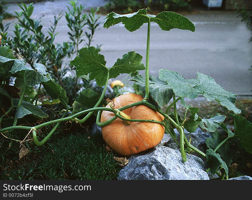 Orange pumpkin. Orange pumpkin