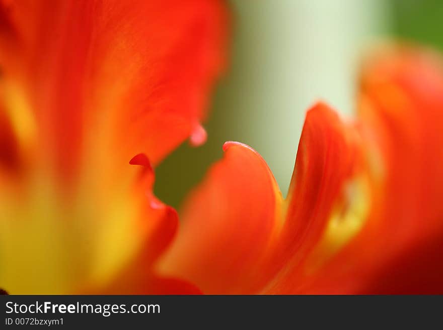 Close up of tulips