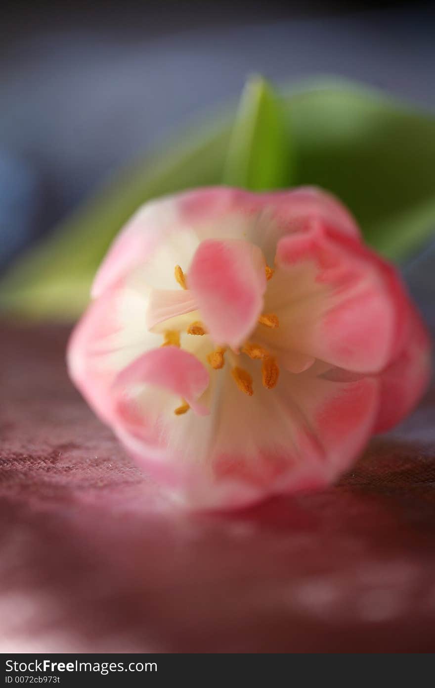 Close up of tulips