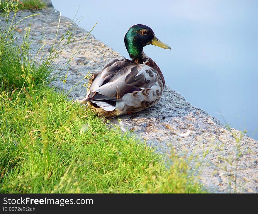 Portrait of a duck at waterside