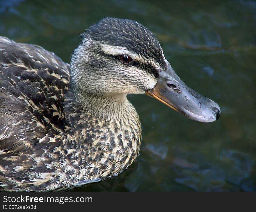 Female Mallard Duck