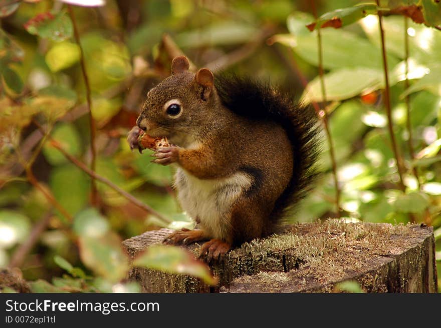 Sid the Squirrel