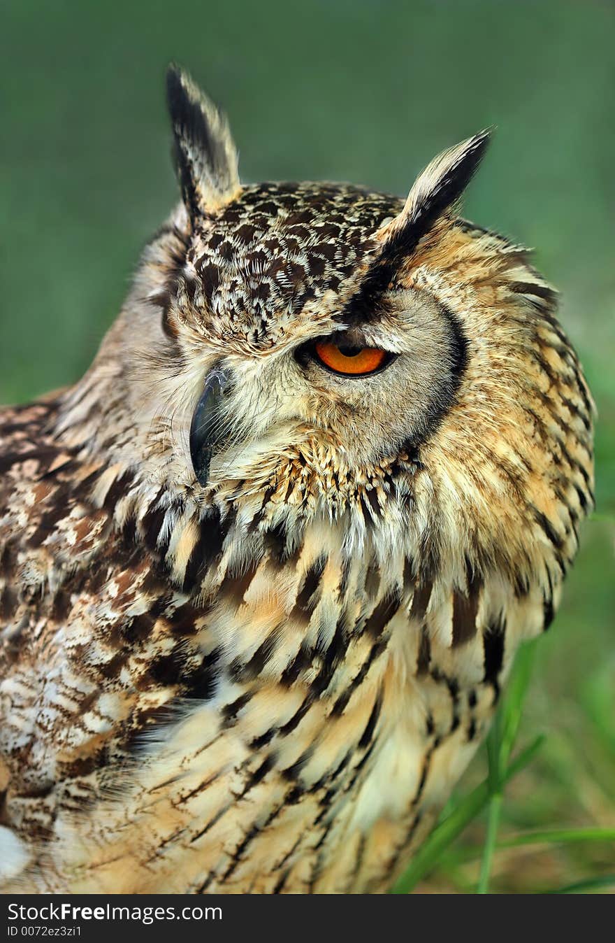 Portrait of a european eagle owl.