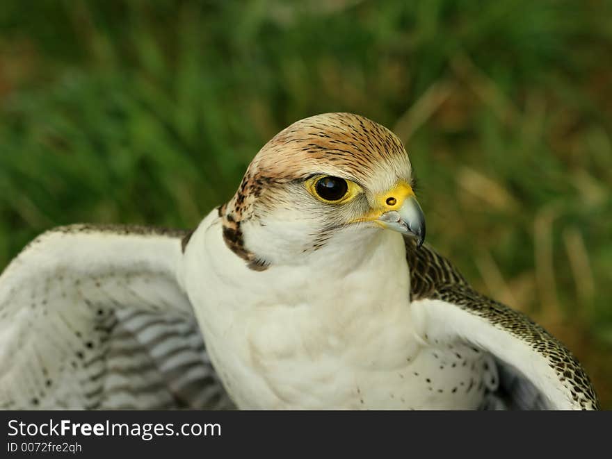 Portrait of a falcon bird of prey. Portrait of a falcon bird of prey.