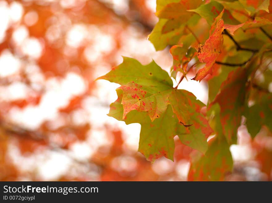 Maple leaves changing colours in autumn. Maple leaves changing colours in autumn