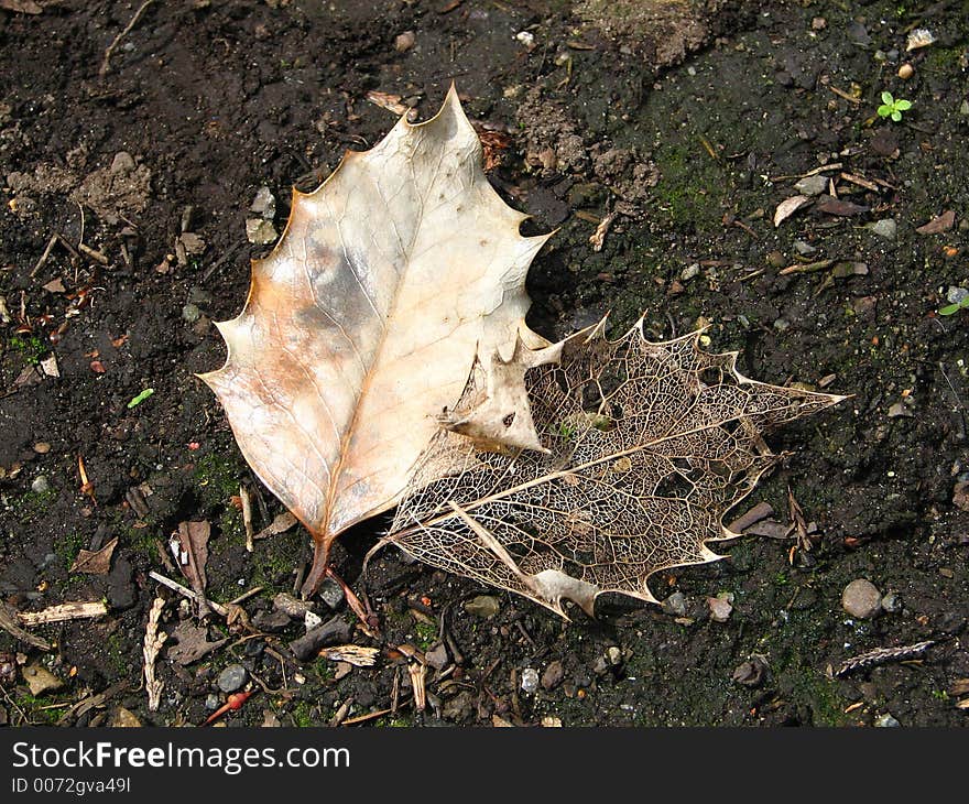 Leaf Skeleton/veins On Moist Soil Background