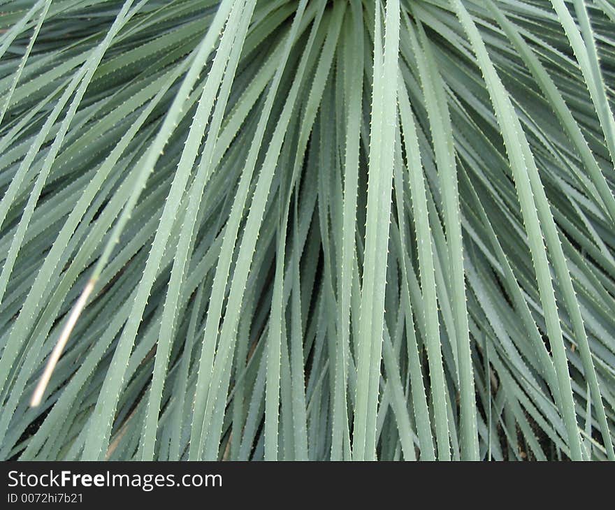 Close-up on tropical leaves. Close-up on tropical leaves