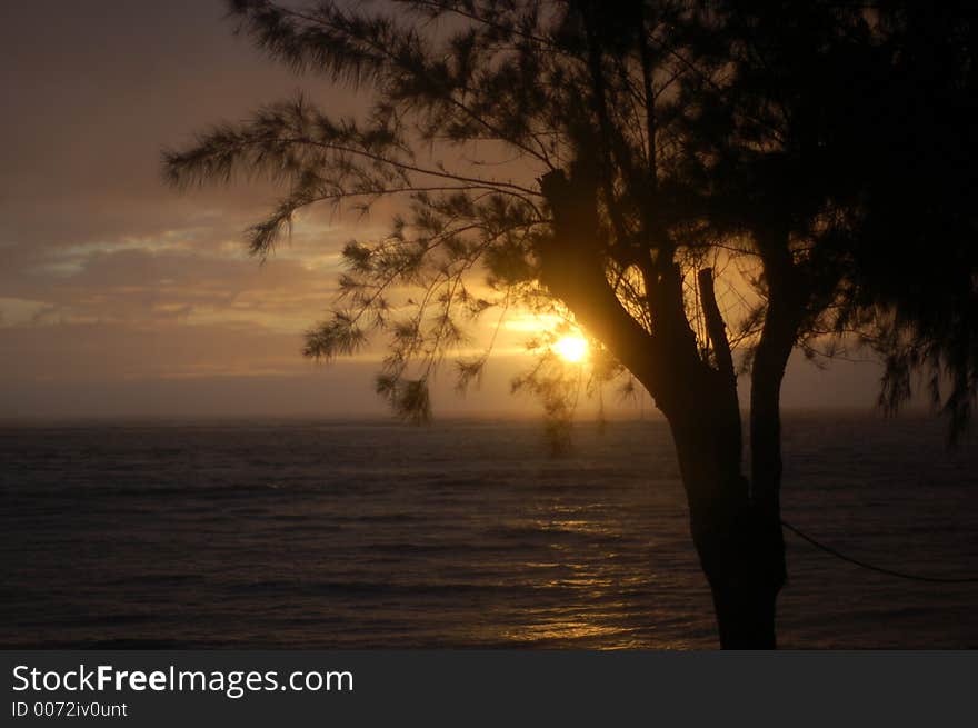 Sunset in hawaii looking out at the ocean with silhouette of tree in foreground