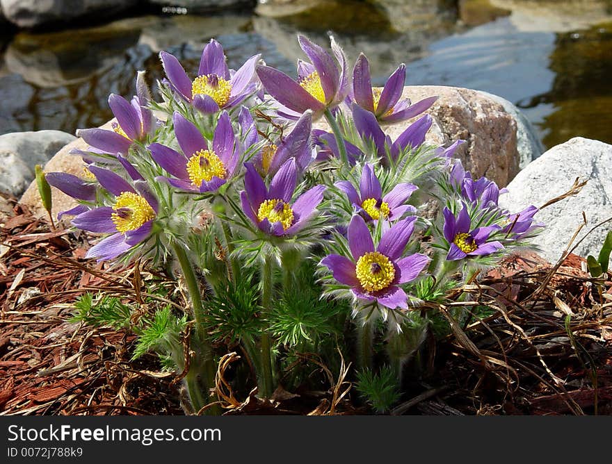 Pasque Flower