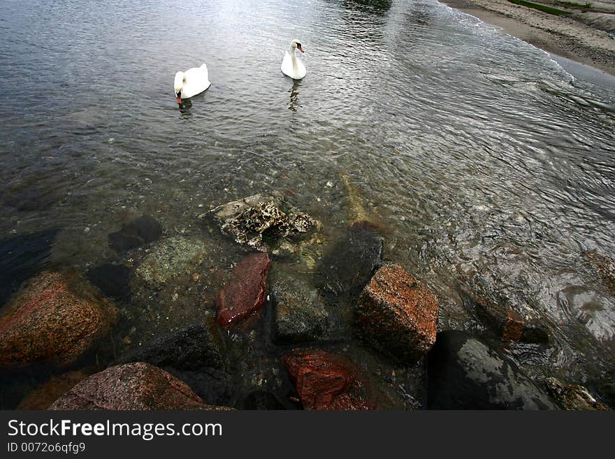 Swans swimming on the sea in denmark. Swans swimming on the sea in denmark