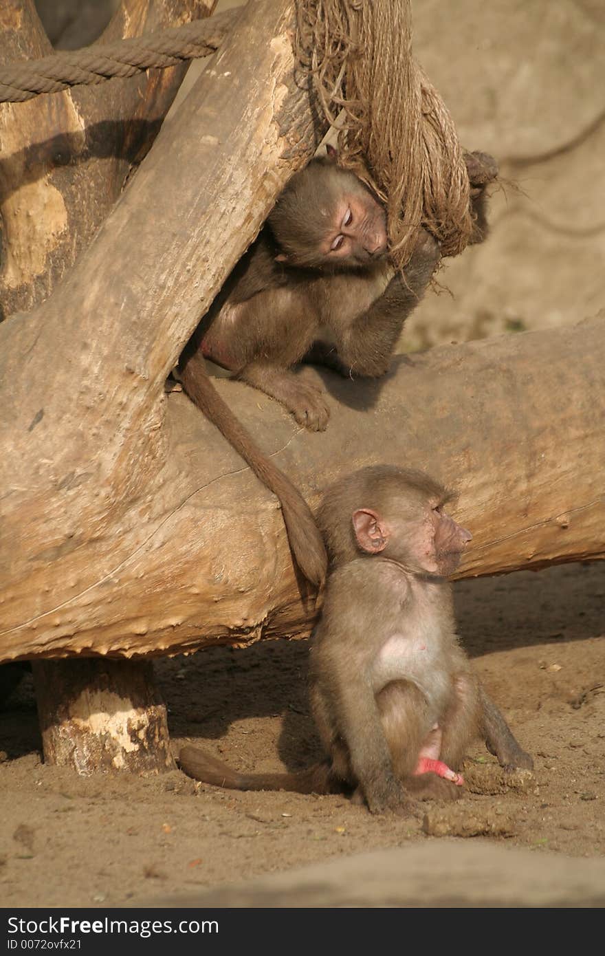 Young baboons from Warsaw Zoological Garden