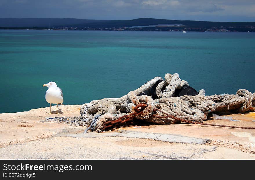 Seagull by the sea