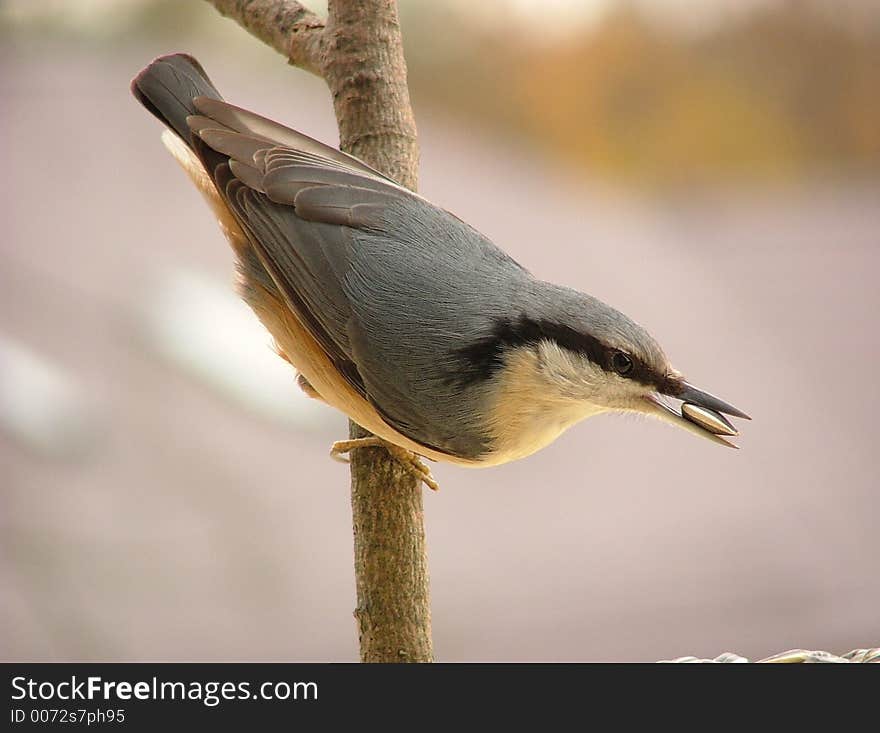 Nuthatch in spring