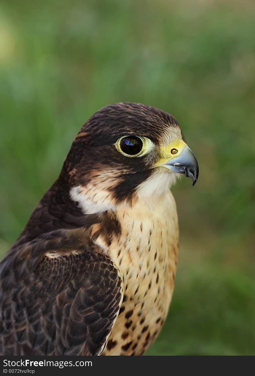 Portrait of a pereguine falcon. Portrait of a pereguine falcon