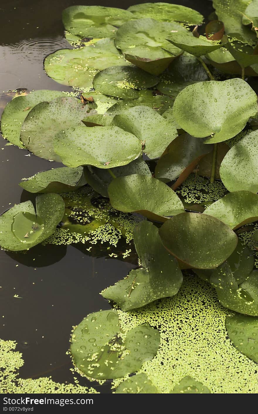 Green lillies on pond