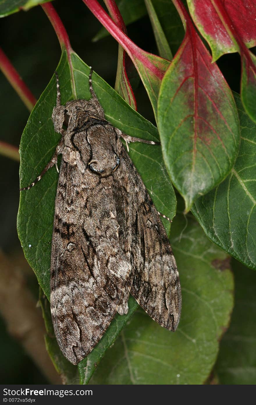 Hawk moth in Venezuela