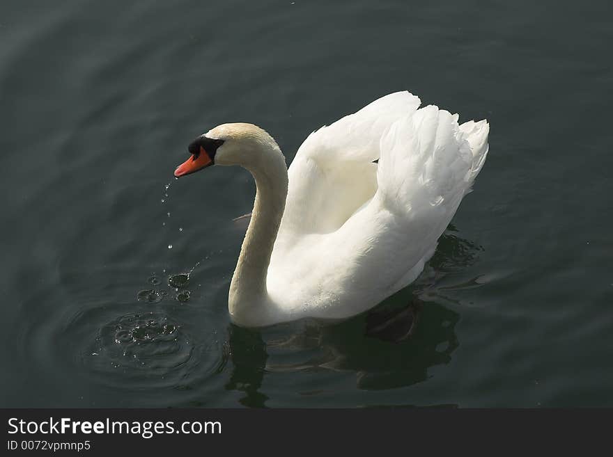 Swan drinks from water