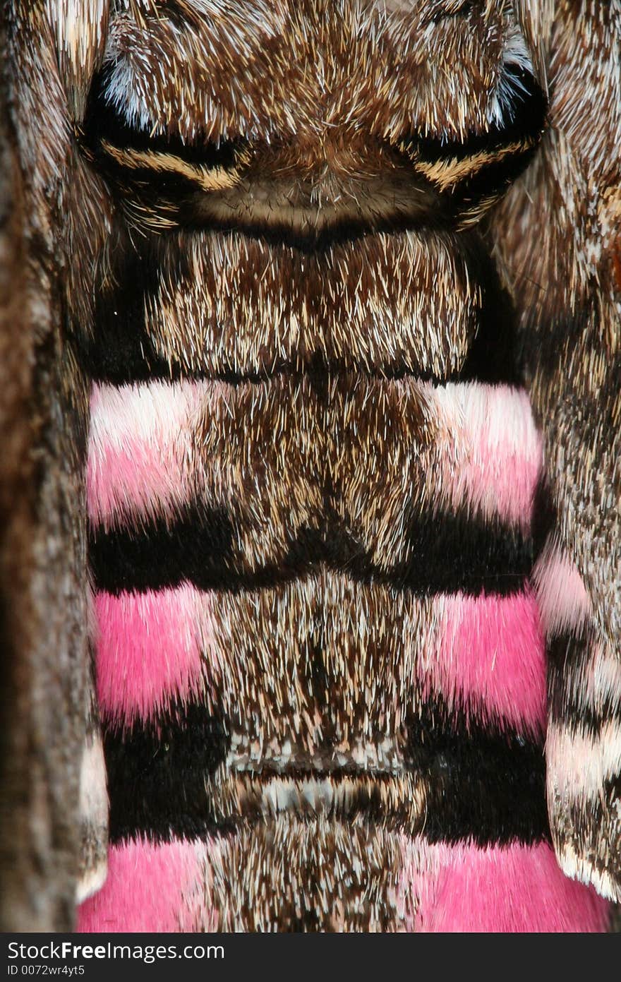 Abdomen of a hawk moth, Venezuela. Abdomen of a hawk moth, Venezuela