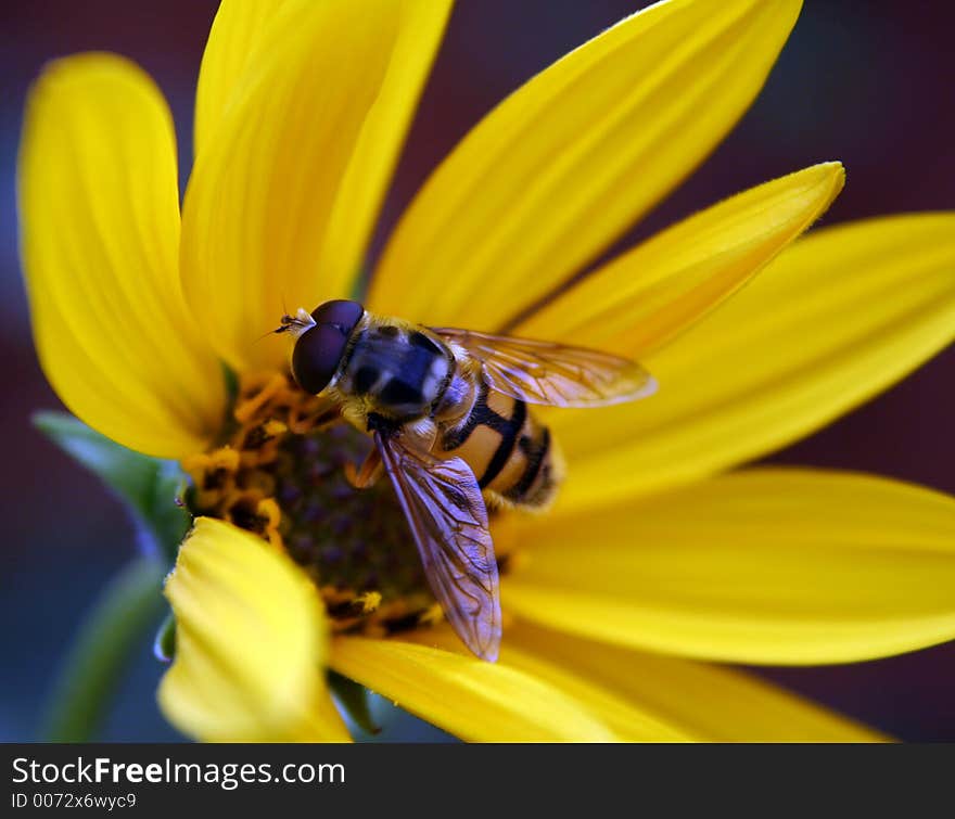 Here is another fine example of a Hover Fly enjoying the nectar of a Yellow Rebecca. Here is another fine example of a Hover Fly enjoying the nectar of a Yellow Rebecca.