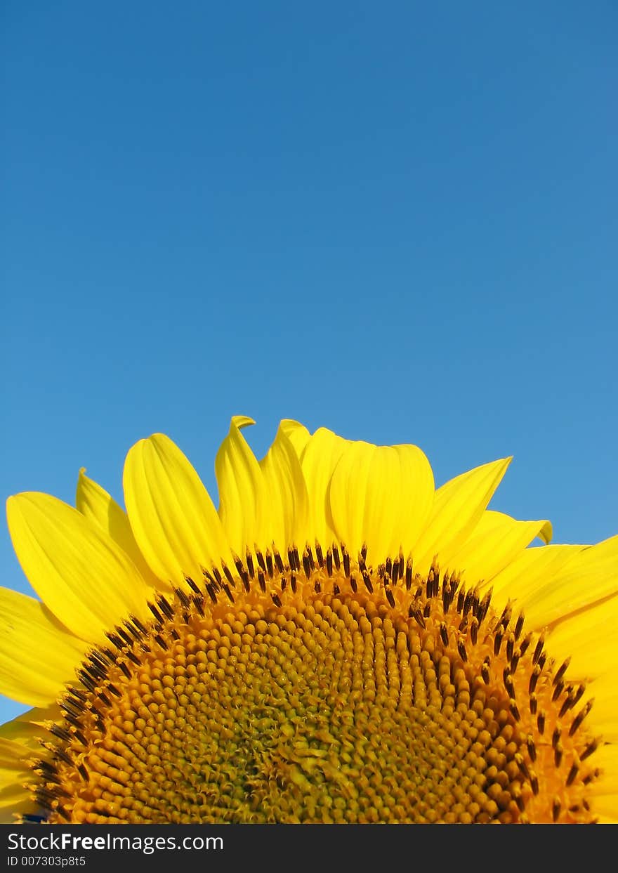 Sunflower on blue sky background