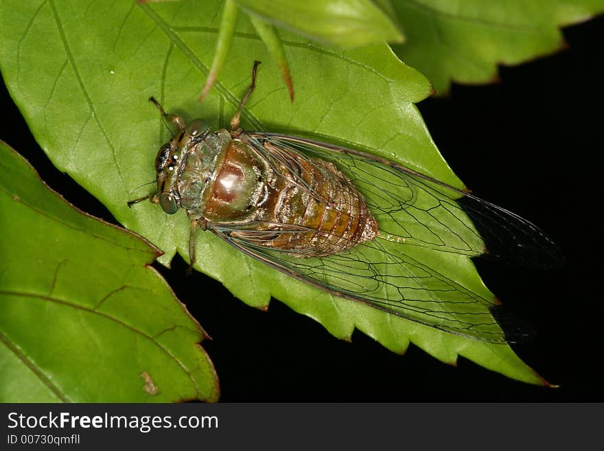 Cicada on leaves, Venezuela, Henri Pittier National Park