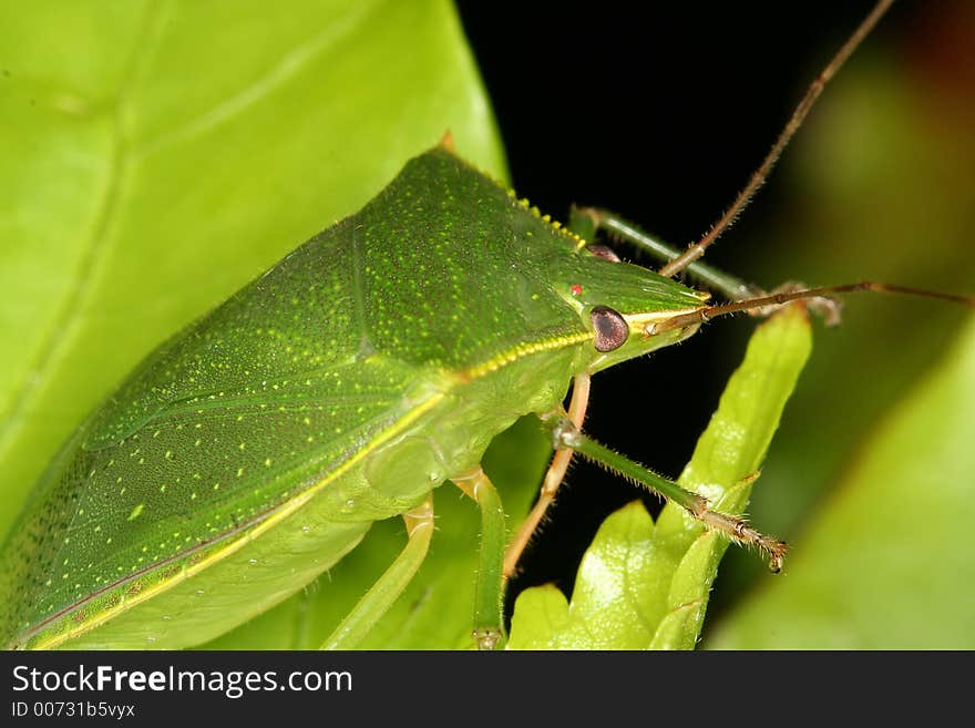 Bug on leaves