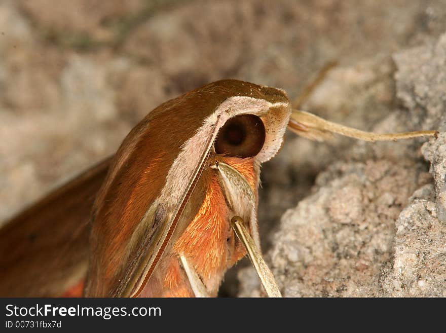 Hawk moth's portrait, Venezuela, Henri Pittier National Park. Hawk moth's portrait, Venezuela, Henri Pittier National Park