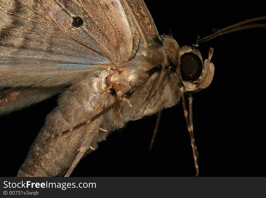 Moth in flight