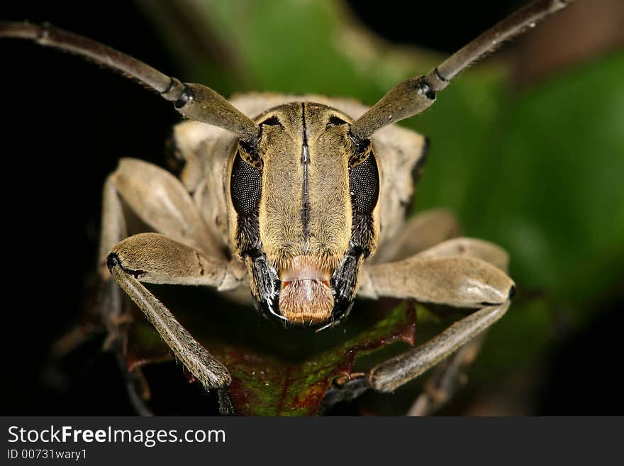 Longhorned beetle's porttrait, Venezuela, Henri Pittier National Park