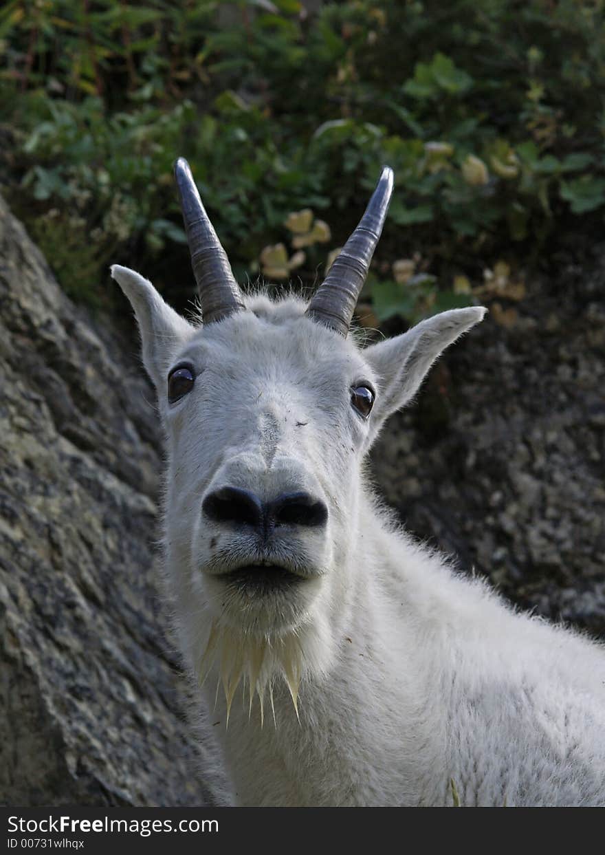 This picture of the mountain goat up close and personal was taken in Glacier National Park on a recent hike. This picture of the mountain goat up close and personal was taken in Glacier National Park on a recent hike.