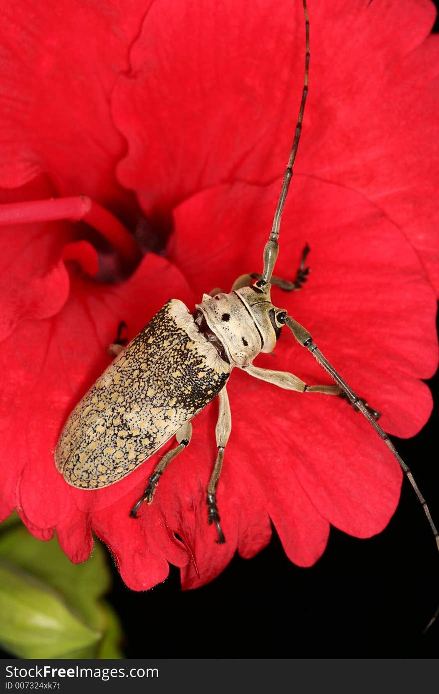 Longhorned beetle on a red flower, Venezuela, Henri Pittier National Park